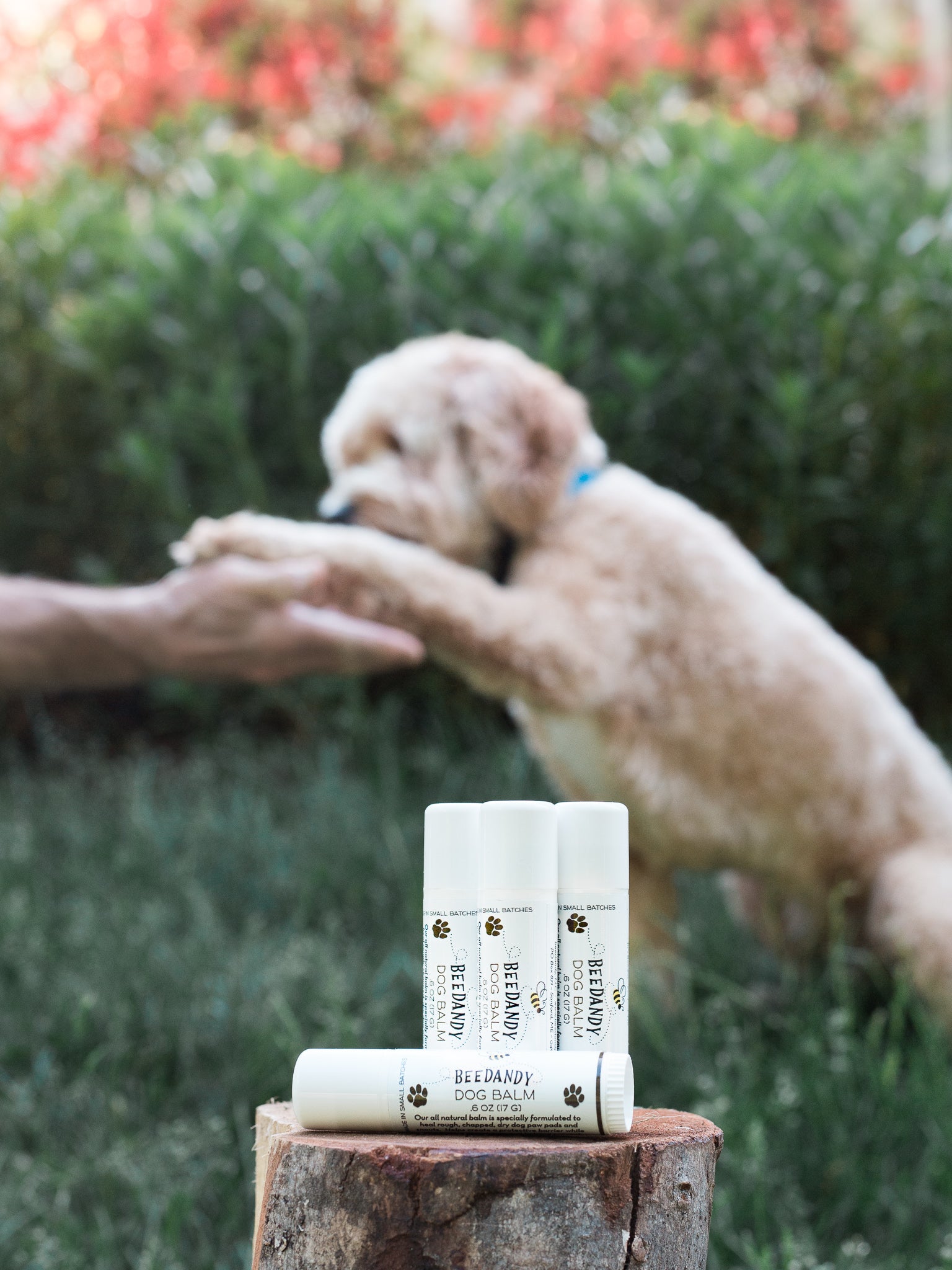 Beedandy dog balm tubes displayed on a tree stump outdoors with a dog giving a paw in the background.