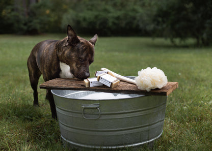 A brindle dog sniffing Klean K9 dog shampoo bars resting on a wooden plank over a metal wash tub in a grassy yard.